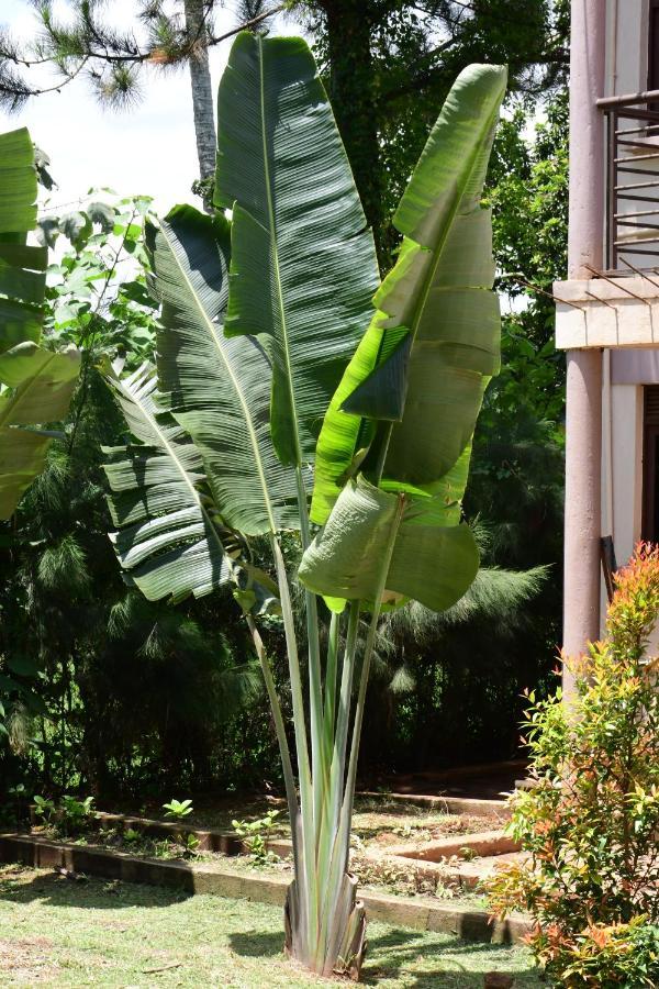 Golden Cherries Guest House Jinja Exterior foto